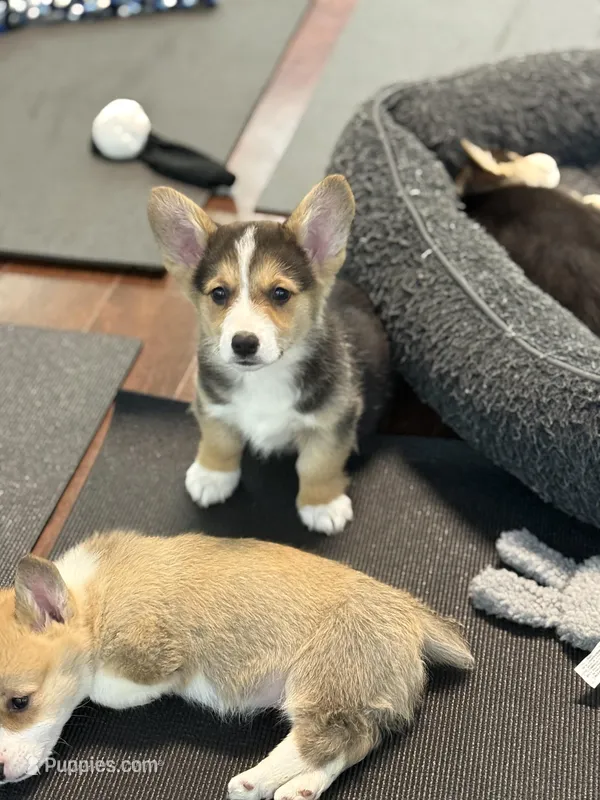 Sawyer – Pembroke Welsh Corgi puppy for sale in Wilbraham, MA