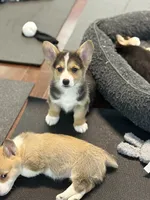 Sawyer, a male Pembroke Welsh Corgi for sale in Wilbraham, MA – Photo 5 of 7