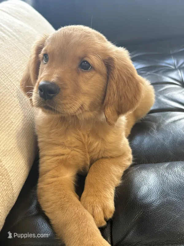 Autumn – Golden Retriever, English Cream Golden Retriever puppy for sale in Hampden, MA