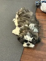Hank, a male Shih Tzu for sale in Wilbraham, MA – 3 of 9
