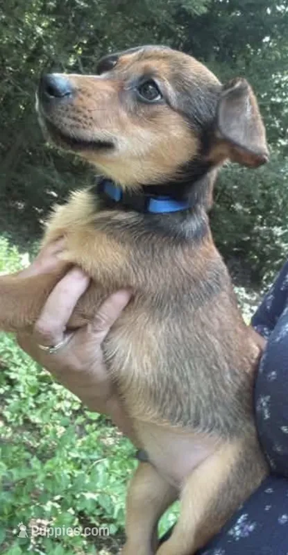 Nacho – Chiweenie puppy for sale in Hampden, MA