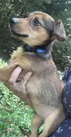 Nacho, a male Chiweenie for sale in Hampden, MA – 1 of 1