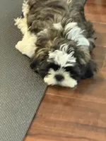 Hank, a male Shih Tzu for sale in Wilbraham, MA – 5 of 9