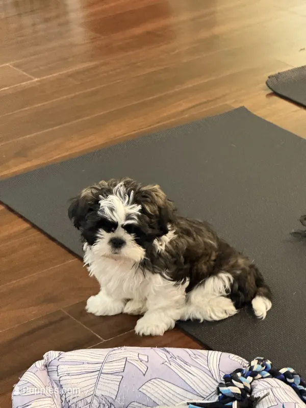 Hank – Shih Tzu puppy for sale in Wilbraham, MA
