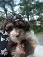 Max, a male Miniature Aussiedoodle for sale in Hampden, MA – 7 of 7