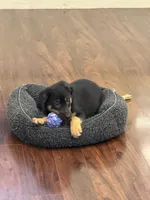 Yogi, a male German Shepherd Dog and Golden Retriever for sale in Wilbraham, MA – 2 of 4