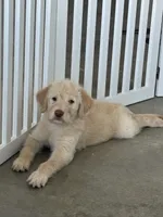 Scooby , a male Aussiedoodle and Labrador Retriever for sale in Hampden, MA – 3 of 3