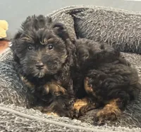 Bella, a female Miniature Aussiedoodle for sale in Hampden, MA – 3 of 3