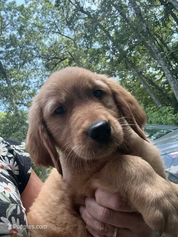Tonka – Golden Retriever, English Cream Golden Retriever puppy for sale in Hampden, MA