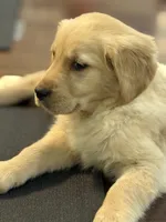 Bear, a male Golden Retriever for sale in Wilbraham, MA – Photo 2 of 3