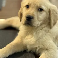 Scarelet, a female Golden Retriever for sale in Wilbraham, MA – Photo 1 of 3