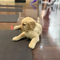 Scarelet, a female Golden Retriever for sale in Wilbraham, MA – Photo 3 of 3