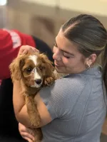 Charlie, a male Cavapoo for sale in Hampden, MA – 2 of 5