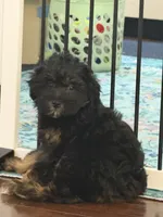 Rosie, a female Miniature Aussiedoodle for sale in Hampden, MA – 3 of 7