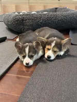 Buddy, a male Pembroke Welsh Corgi for sale in Wilbraham, MA – Photo 4 of 5