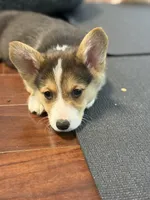 Buddy, a male Pembroke Welsh Corgi for sale in Wilbraham, MA – Photo 1 of 5