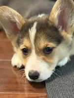 Buddy, a male Pembroke Welsh Corgi for sale in Wilbraham, MA – Photo 2 of 5