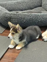 Buddy, a male Pembroke Welsh Corgi for sale in Wilbraham, MA – Photo 5 of 5