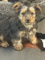 Maverick, a male Yorkshire Terrier for sale in Hampden, MA – 2 of 3