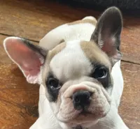 Baby girl, a male French Bulldog for sale in Hampden, MA – 7 of 8