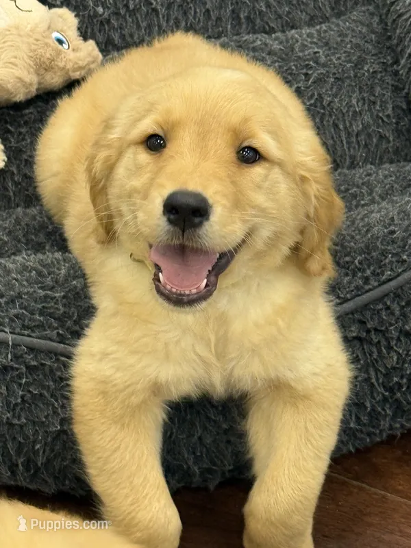 Rosie – Golden Retriever, English Cream Golden Retriever puppy for sale in Hampden, MA
