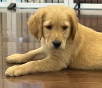 Finn, a male Golden Retriever and English Cream Golden Retriever for sale in Hampden, MA – 5 of 6