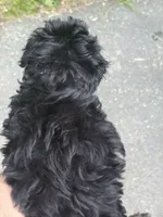 Rosie, a female Miniature Aussiedoodle for sale in Hampden, MA – 6 of 7