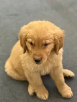 Maple, a female Golden Retriever and English Cream Golden Retriever for sale in Hampden, MA – 5 of 5
