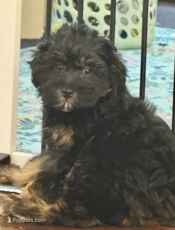Bella – Miniature Aussiedoodle puppy for sale in Hampden, MA