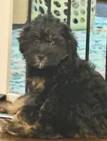 Bella, a female Miniature Aussiedoodle for sale in Hampden, MA – 1 of 3
