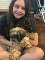 Lady, a female Shih Tzu for sale in Hampden, MA – 3 of 6