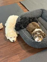 Max, a male Miniature Aussiedoodle for sale in Hampden, MA – 3 of 7