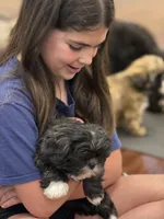 Harper, a female Shih Tzu for sale in Wilbraham, MA – 2 of 3