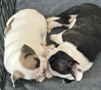 Baby roxie, a female French Bulldog for sale in Hampden, MA – 6 of 8