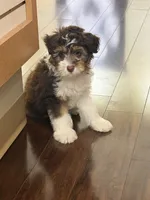 Max, a male Miniature Aussiedoodle for sale in Hampden, MA – 2 of 7