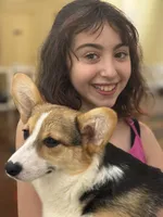 Rocky, a male Pembroke Welsh Corgi for sale in Wilbraham, MA – 4 of 5