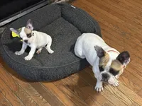 Baby girl, a male French Bulldog for sale in Hampden, MA – 4 of 8