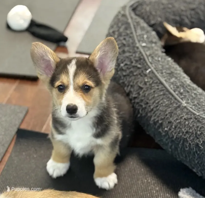 Colonel  – Pembroke Welsh Corgi puppy for sale in Wilbraham, MA