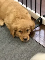 Moose, a male Golden Retriever for sale in Wilbraham, MA – 4 of 4