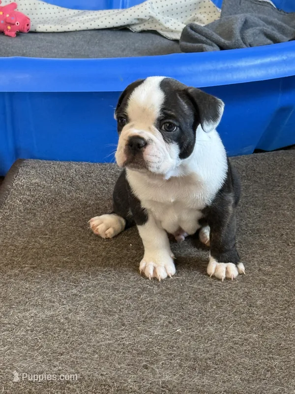 Remix – French Bulldog puppy for sale in Hampden, MA