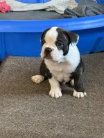 Remix, a male French Bulldog for sale in Hampden, MA – 1 of 8