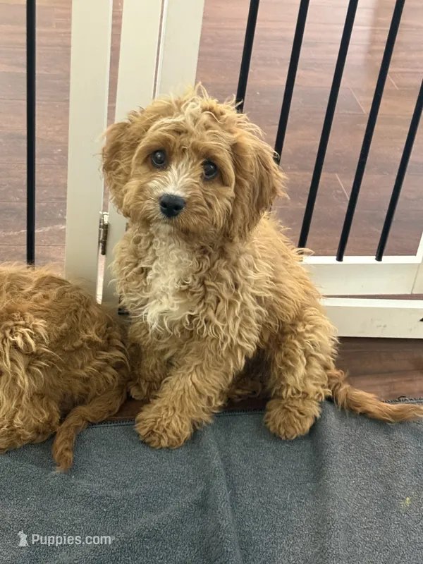 Copper – Cavapoo puppy for sale in Hampden, MA
