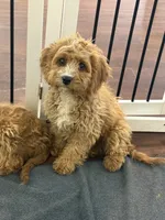 Copper, a male Cavapoo for sale in Hampden, MA – 1 of 3