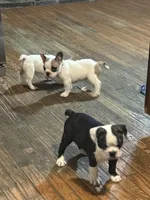 Pumba, a female French Bulldog for sale in Hampden, MA – 2 of 9