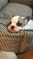 Baby girl, a male French Bulldog for sale in Hampden, MA – 2 of 8
