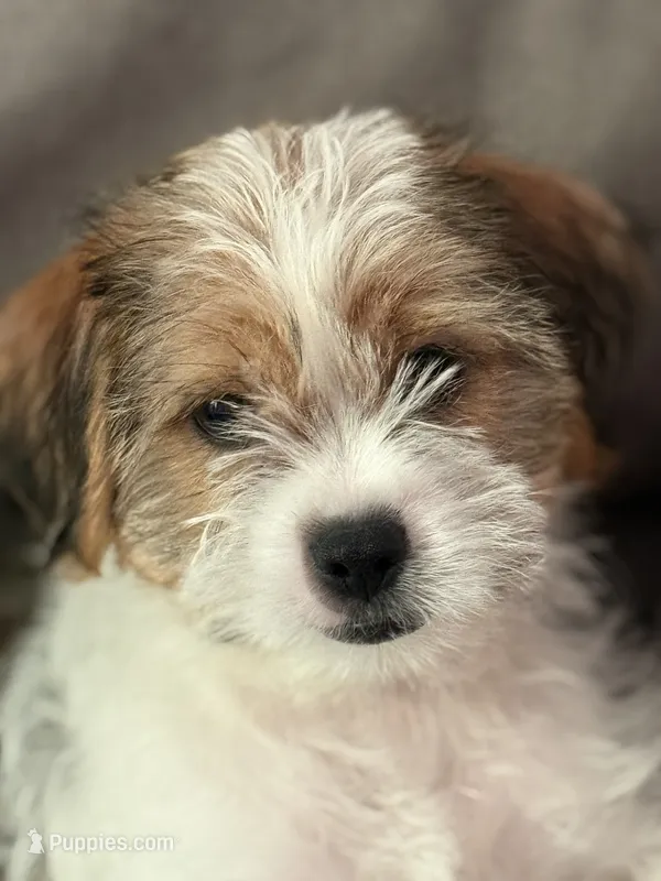 Patches – Shihpoo puppy for sale in Hampden, MA