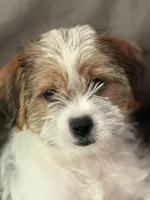 Patches, a male Shihpoo for sale in Hampden, MA – 1 of 8