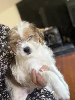 Patches, a male Shihpoo for sale in Hampden, MA – 3 of 8