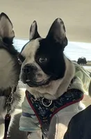 Pumba, a female French Bulldog for sale in Hampden, MA – 9 of 9