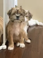 Marshmallow, a female Shihpoo for sale in Hampden, MA – 8 of 8